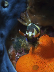 Chamberlain`s Nembrotha, Dorid Nudibranch (Nembrotha chamberlaini)