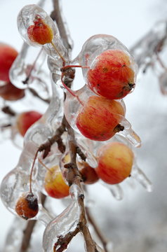 Icy branches of Apple trees with apples after freezing rain close up