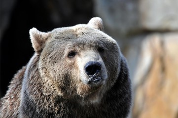 Fototapeta premium Braunbär