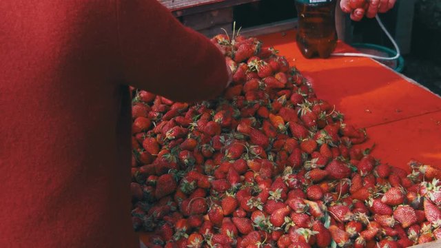 People Choose Strawberries on the Grocery Market. Counter with strawberries on the food market. Showcase fruits. Spontaneous market in the street in the city.