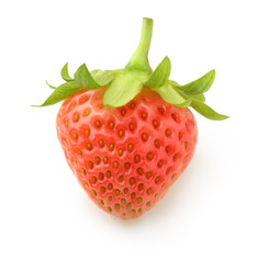 Red berry strawberry