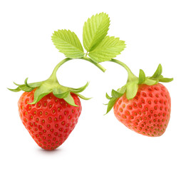 Red berry strawberry