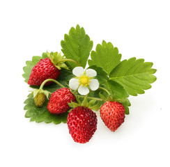 Wild strawberry isolated