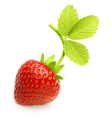 Red berry strawberry