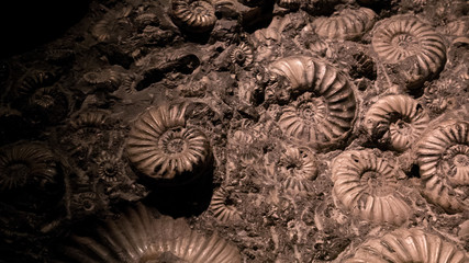 Fossil & Ammonite for fuel energy