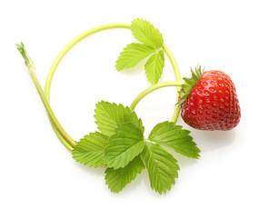 Red berry strawberry