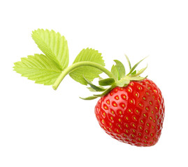 Red berry strawberry