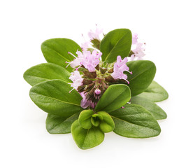 Thyme fresh herb isolated