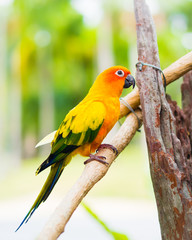 Sun Parakeet or Sun Conure, the beautiful yellow and orange parrot bird with nice feathers details.