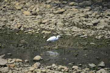 egrets