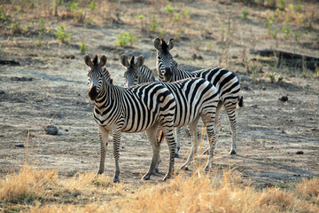 Obraz na płótnie Canvas Family of zebra standing in the African savannah