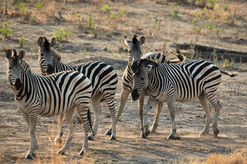 herd of zebras standing at dawn in the savannah