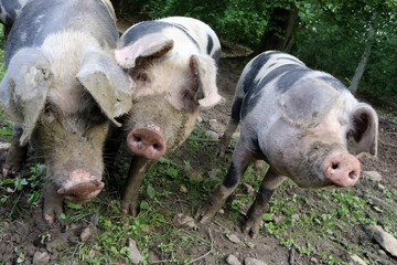Bentheimer Landschwein Trio