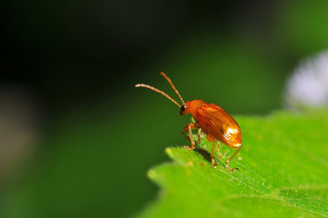 orange ladybug on green leaf  on nature background