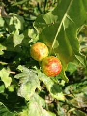 Дубовые орешки