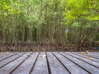 Fototapeta na wymiar Mangrove forest in Thailand.