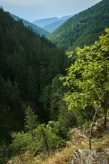 Mountains covered in pine forest