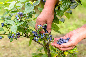 Woman picking blueberries, close-up of hands and berries growing on the bushes, seasonal blueberry...