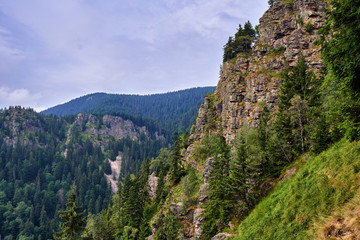 Fototapeta premium Mountains covered in pine forest