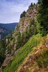 Mountains covered in pine forest