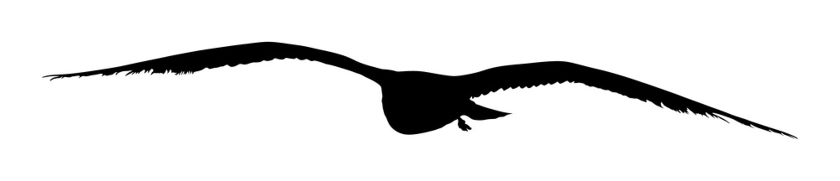 recommend clip art: Seagull fly vector silhouette isolated on white background, wings spread shadow illustration. Bird silhouette flying. Sea mew.