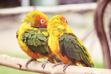 Couple of parrots