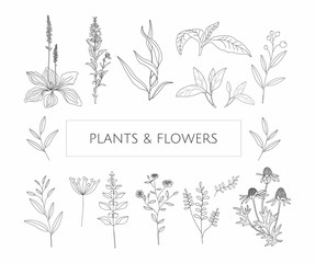 Vector  flowers and herbs on a white background - 169510587