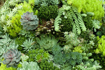 Succulent plants