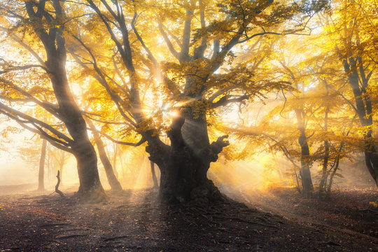 Fototapeta Amazing autumn forest in fog with bright sun rays at sunset. Beautiful trees with yellow and orange leaves on the branches and red foliage. Colorful landscape with foggy forest and golden sunlight