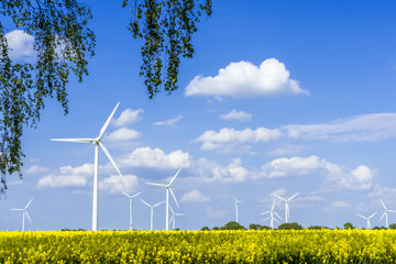 Wind turbines in a rapeseed field with blue sky and clouds