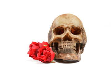 Skull model and red roses on white background