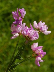Obraz premium pink flowers of crown vetch plant