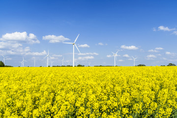 Wind turbines in a rapeseed field with blue sky and clouds