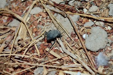 Macro shot of a black darkling beetle crawling on dry, arid ground with foliage. Wildlife in its natural habitat, representing entomology, ecosystems, and survival.