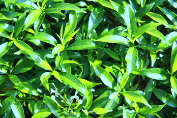 Obraz premium Green leaves background