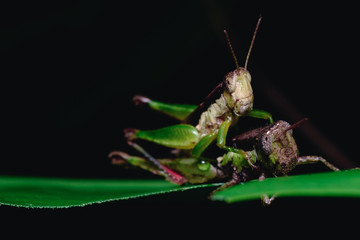 Grasshoppers are breeding to expand and increase populations in nature.