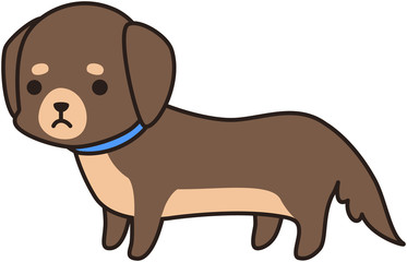 茶色いミニチュアダックスフンド　犬 ドッグ わんわん 散歩　表情	