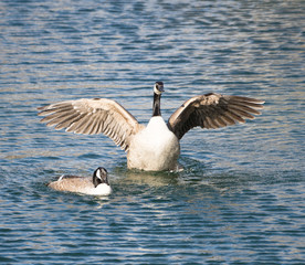 Canadian goose is about to fly