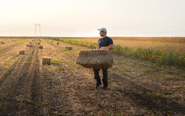 Young and strong farmer throw hay bales in a tractor trailer - bales of wheat - obrazy, fototapety, plakaty