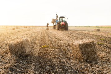 Plakat Young and strong farmer throw hay bales in a tractor trailer - bales of wheat