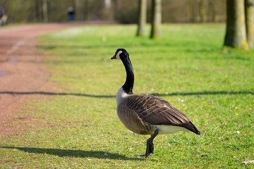 Canadian goose
