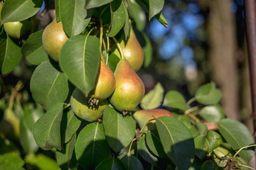 Beautiful ripe pears on a tree
