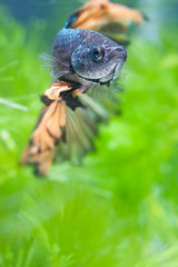 Siamese fighting fish or Betta fish.