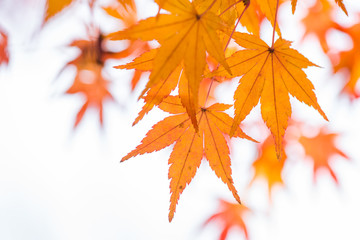 Orange maple leaf and branch in white background.