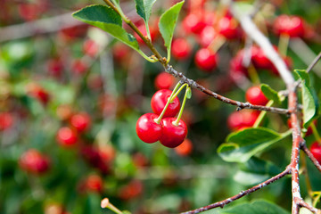 Red Cherries on Branches