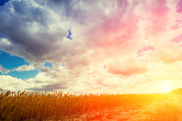 Beautiful cloudy sunset sky above dirt road in the wheat field 