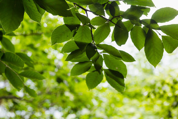 Fototapeta na wymiar Bright green leaves background wallpaper