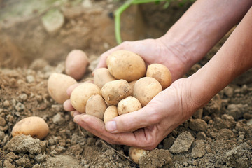 Freshly Harvested Potatoes
Harvesting Potatoes. Fresh Potatoes Dig From Ground With hands.