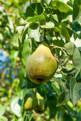 Shiny delicious pears hanging from a tree branch in the orchard..