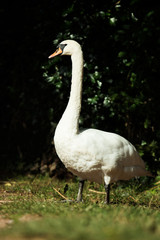 Mute Swan, Swans, Cygnus olor